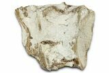 Pair of Fossil Ray-Finned Fish (Xiphactinus) Vertebrae - Kansas #331055-1